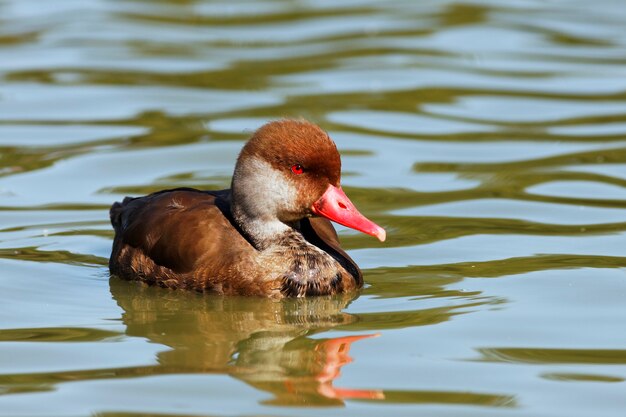 Pato de ojos rojos en un lago