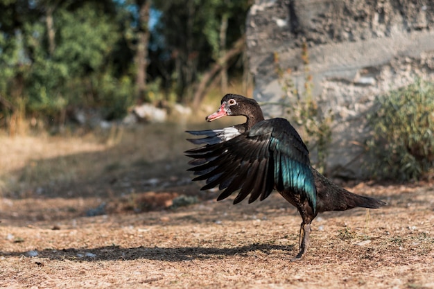 Pato oscuro tratando de volar en un patio trasero