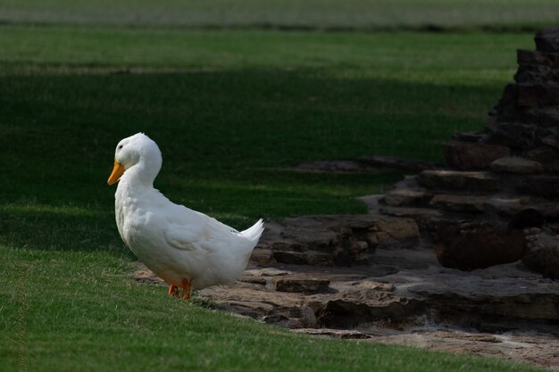 Pato Pekin blanco colgando en medio del parque