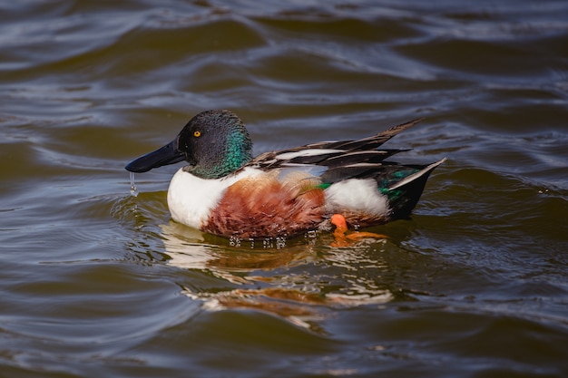 Foto gratuita pato real sobre el agua durante el día