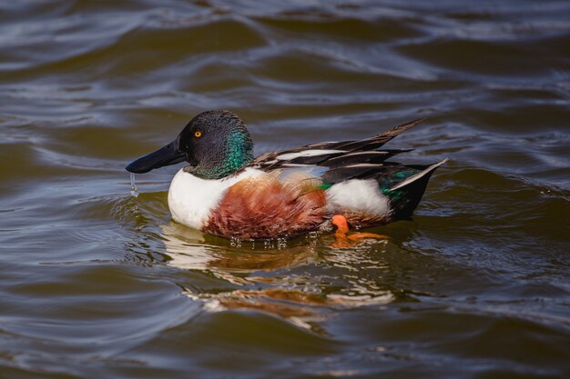 Pato real sobre el agua durante el día