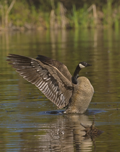 Foto gratuita pato real con sus alas abiertas sobre el agua