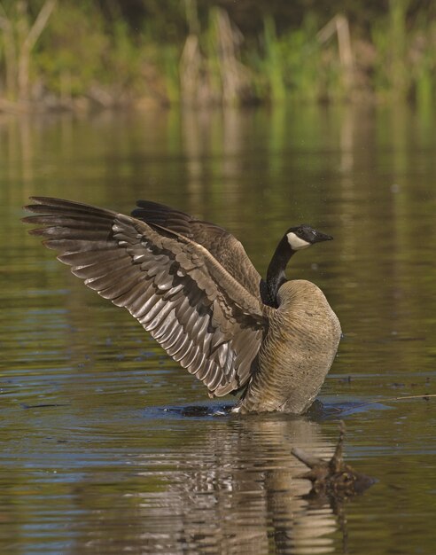 Pato real con sus alas abiertas sobre el agua