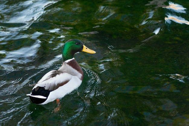 Pato salvaje flotando en el agua