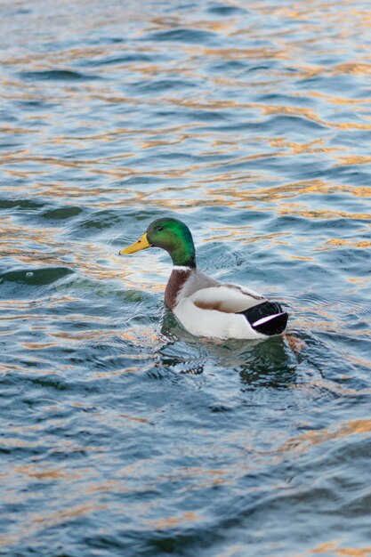 Foto gratuita pato salvaje flotando en el agua