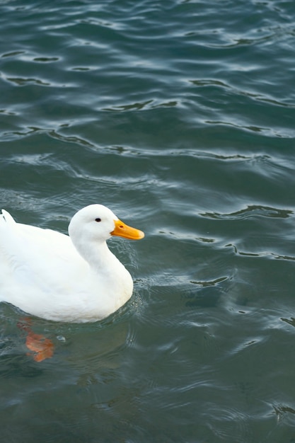 Pato salvaje flotando en el agua