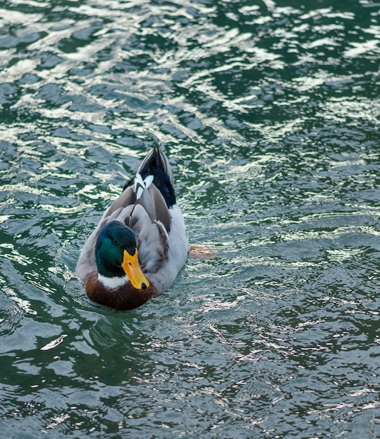 Pato salvaje flotando en el agua