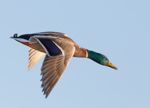 Pato salvaje, vuelo