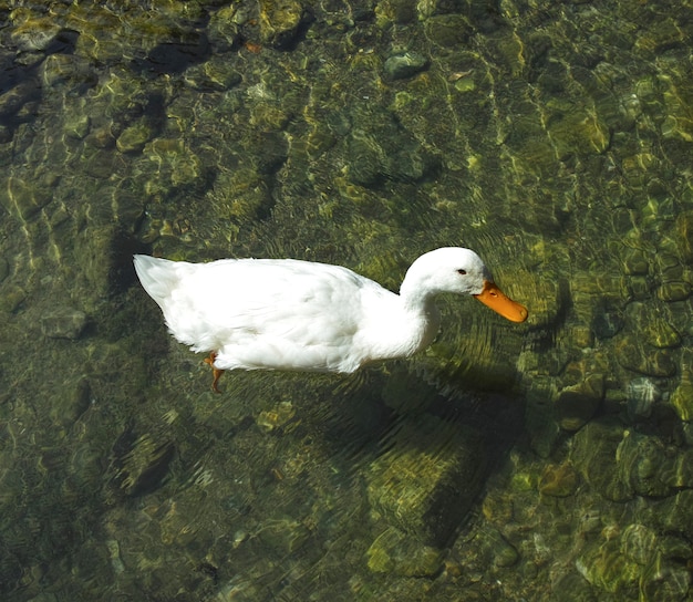 Foto gratuita pato sobre un suelo verde