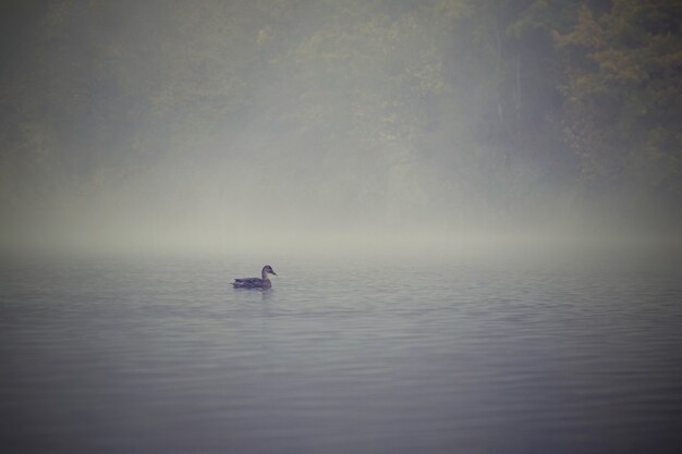 Pato en la superficie del agua en el estanque. Tiempo de otoño con niebla. Animal en la naturaleza. Fondo colorido natural.
