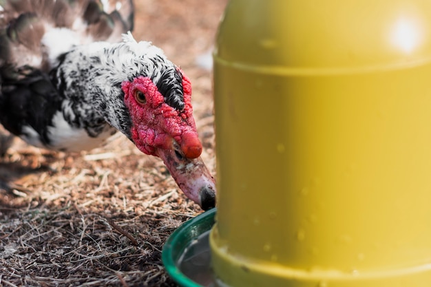 Foto gratuita pato viejo agua potable en el patio de una granja