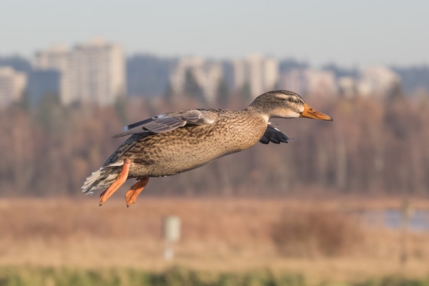 Pato volador