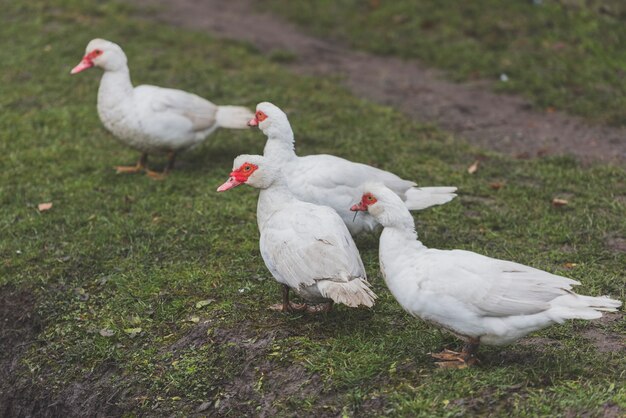 Patos blancos en la hierba verde