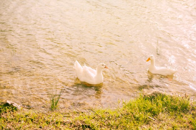 Patos blancos nadando en el agua cerca de la costa