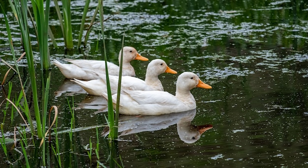 Patos blancos nadando en un estanque