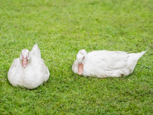 Patos blancos sentados en el césped