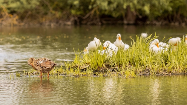 Patos en un estanque