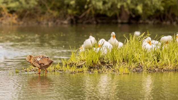 Patos en un estanque