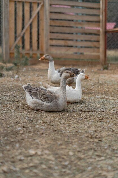 patos y gansos en el zoológico doméstico