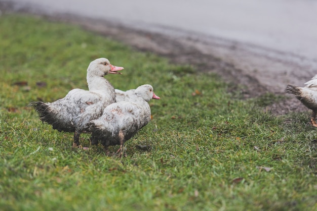 Patos grises en hierba verde