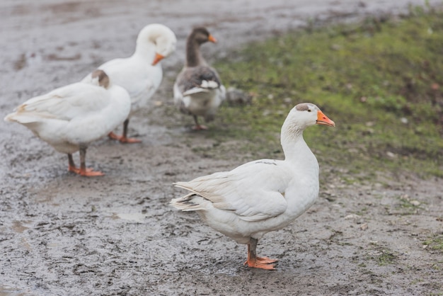 Patos lindos en la granja