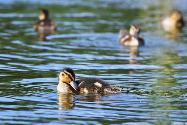 Patos nadando