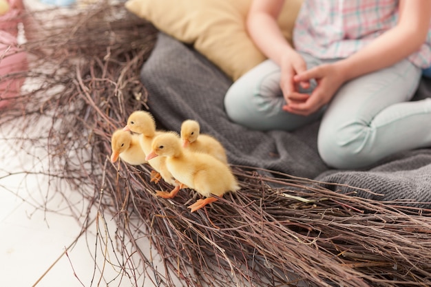 Foto gratuita patos de pascua en el nido de cerca vista