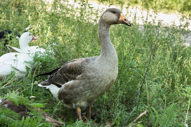 Patos reales caminando en la naturaleza en la granja