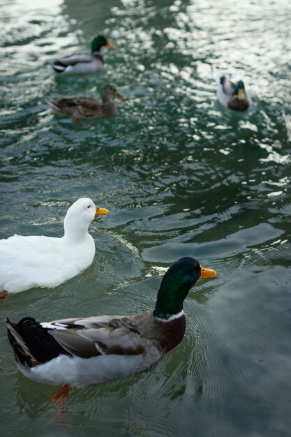 Patos salvajes flotando en el agua.