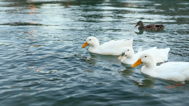 Patos salvajes flotando en el agua.