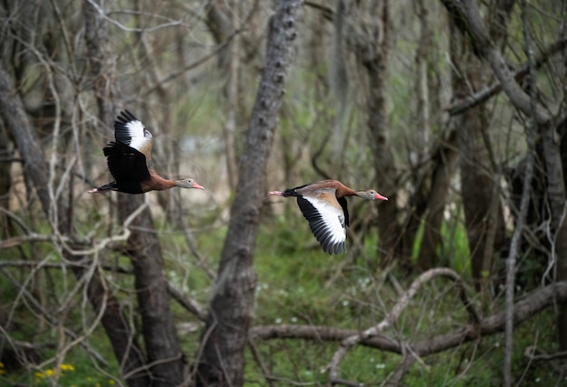 Patos en vuelo