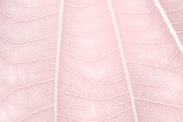 Foto gratuita patrón de arte lineal en fotografía macro de textura de hoja blanca enana rosa pálida