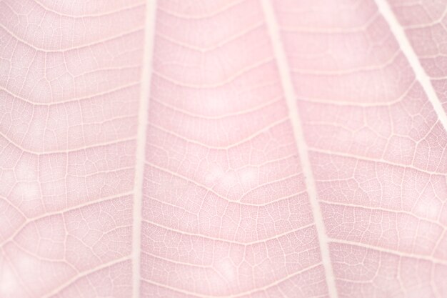 Patrón de arte lineal en fotografía macro de textura de hoja blanca enana rosa pálida