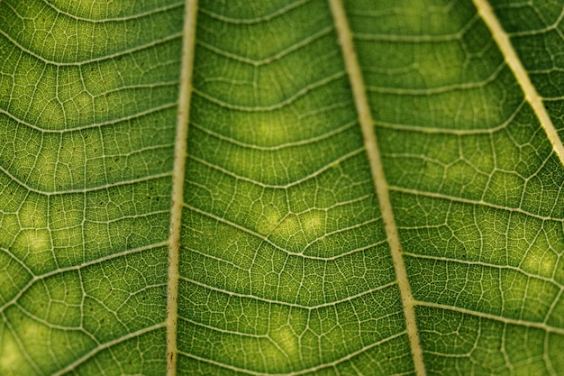 Patrón de arte lineal en fotografía macro de textura de hoja blanca enana verde oscuro