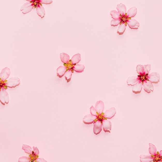 Patrón de flor de cerezo sobre un fondo rosa