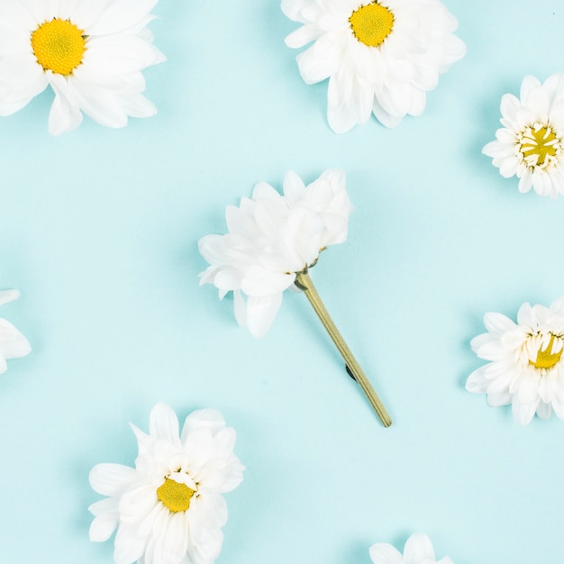 Patrón de flores blancas sobre fondo azul