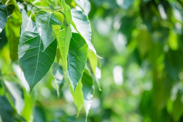 Patrón de hoja verde