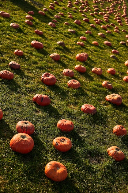 Foto gratuita patrón vertical decorativo de calabazas naranjas dispersas al aire libre en otoño vista desde arriba de frescas