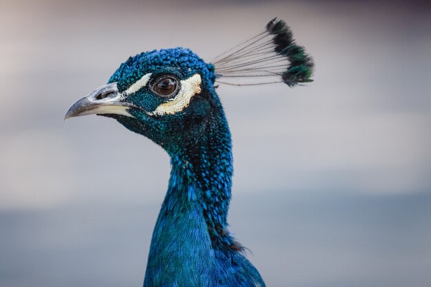 Pavo real azul en primer plano