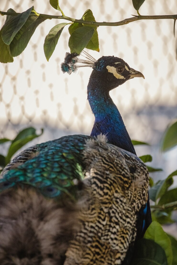 Foto gratuito pavo real azul verde y marrón
