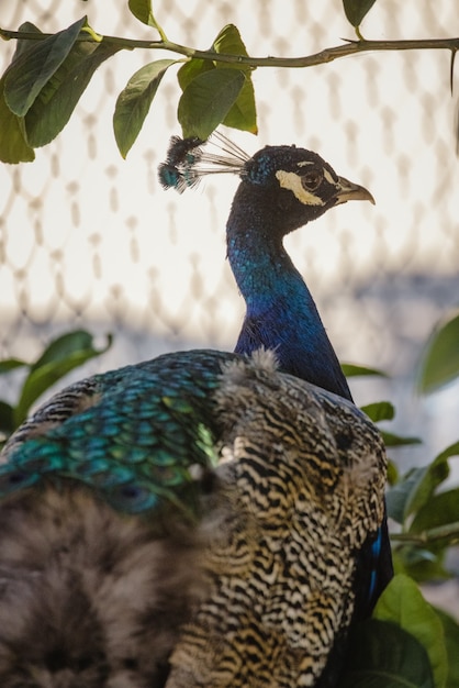 Pavo real azul verde y marrón