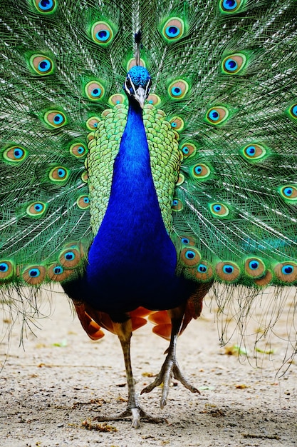 Pavo real caminando por el suelo con la cola abierta