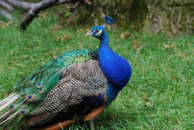 Pavo real con plumas de arrastre y plummage mirando hacia atrás.