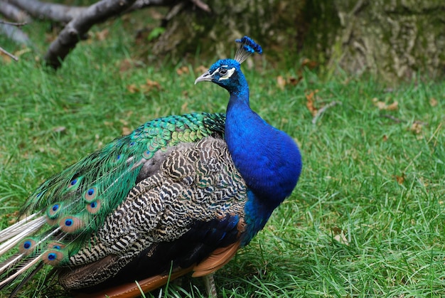 Pavo real con plumas de arrastre y plummage mirando hacia atrás.