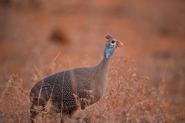 Pavo salvaje solitario caminando en un campo de arbustos con un fondo borroso