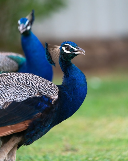 pavos reales en un parque