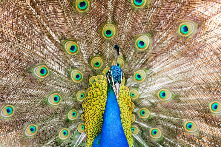 Foto gratuito peafowl indio masculino