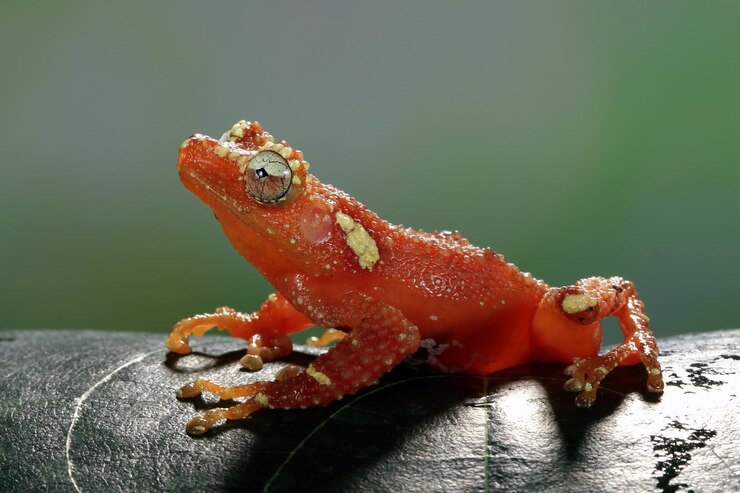Foto gratuito pearly tree frog en hojas verdes rana arborícola en hojas pearl tree frog closeup nyctixalus margaritifer