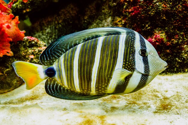 Peces de arrecife de coral con hermosos colores vibrantes