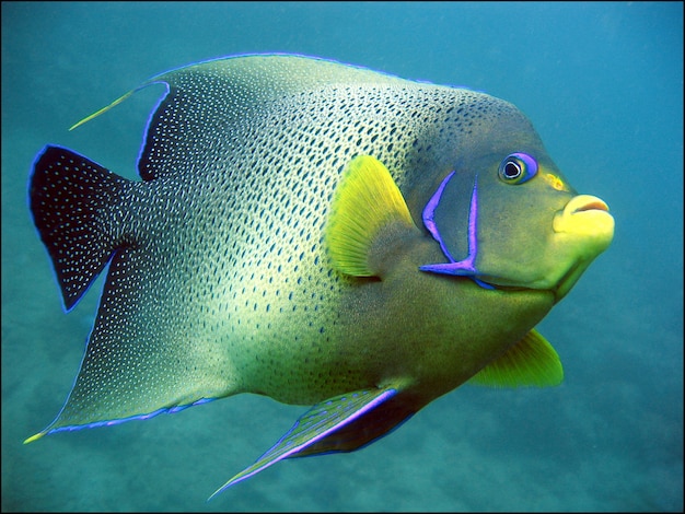 Peces de arrecife de coral verde y amarillo gigantes